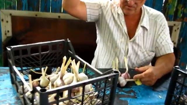 Купили НА РЫНКЕ ЧЕСНОК ДЛЯ ПОСАДКИ ОСЕНЬЮ