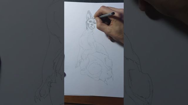 Как нарисовать Кошку-сфинкса на черепе , карандашом./shorts /мой рисунок. смотреть онлайн