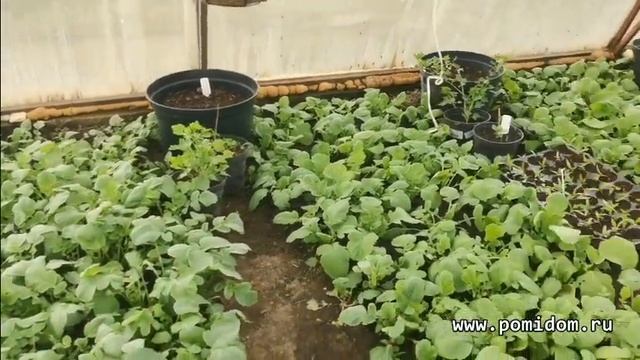 Устройство Помидомной теплицы. Советы по ходу обзора. Домашнее, частное семеноводство Холодная земл