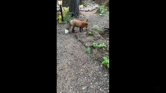 Ли Сяо / Alice the Fox Лиса Алиса (Зачем лисе на стол?!!) смотреть онлайн