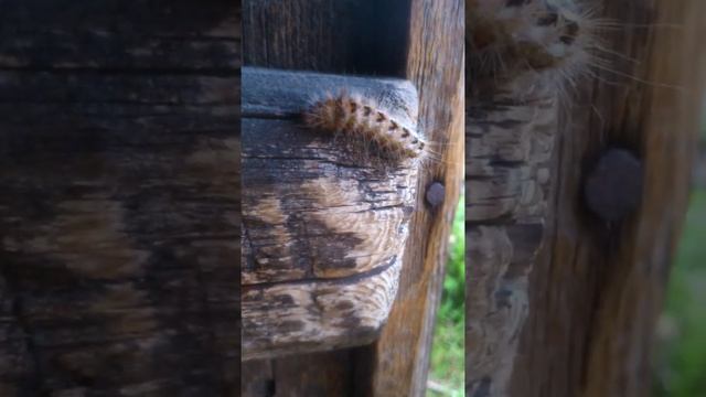 Волосатая гусеница / Hairy caterpillar / Гусеница щавелевой совки / Caterpillar of the sorrel moth