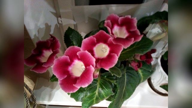 Как Хранить Бегонии? смотреть онлайн