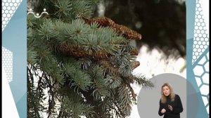 По секрету всему свету. Елочки (сурдоперевод)