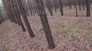 Сбор Белых боровиков. Часть 2#белыйгриб#тихаяохота#боровой