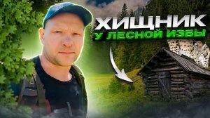 Поход в тайгу| Хищник у лесной избы| видео с фотоловушек
