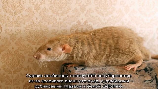 Сколько стоит домашняя крыса — цена содержания смотреть онлайн