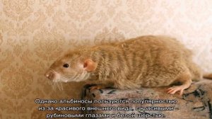 Сколько стоит домашняя крыса — цена содержания