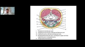 Лекция "Хирургическая анатомия шеи"