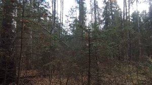 Охота.Осенняя охота на рябчика с манком.