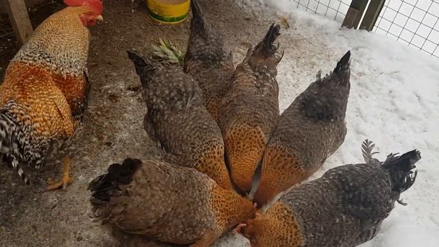 Инкубационное яйцо Билефельдеров.