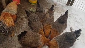 Инкубационное яйцо Билефельдеров.