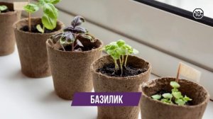 Какую зелень вырастить на подоконнике?