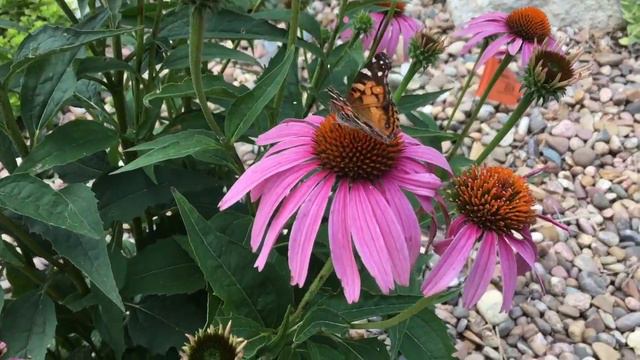Butterfly On Coneflowers