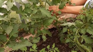 Два отличных способа подвязки второго стебля томатов.