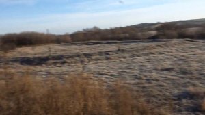 Откорм бычков для новичков: ЖОМ