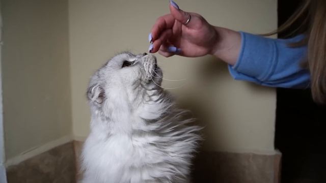 ЗЛАЯ ЭЛЬЗА В РЕАЛЬНОЙ ЖИЗНИ | ЗАСТРЯЛИ В ПОДЪЕЗДЕ НА 24 ЧАСА С КОТОМ И СОБАКОЙ смотреть онлайн