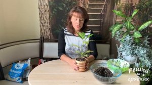 ?Кротон - красавец-привереда!  ? Кодиеум Уход в домашних условиях Почему опадают листья у кротона