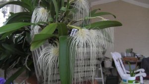 The most metal orchid, Bulbophyllum medusae