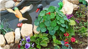 Мотыльки. Уголок дикой природы. Лебеди поссорились, Ричард пошел в гости к соседям!