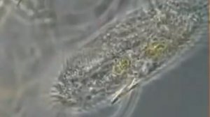 Систематика инфузорий