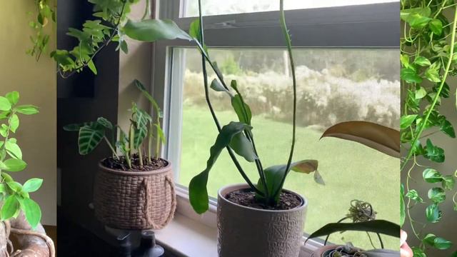Epiphyllum/Orchid Cactus Plant Care | Queen of the Night Plant Care Tips