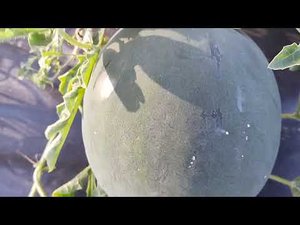 арбуз Персиковый