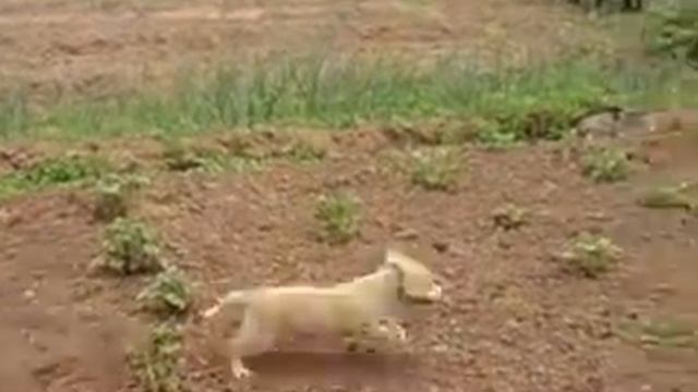 кот порвал щенка!!! смотреть онлайн