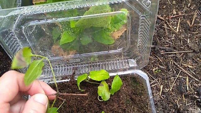 Образование калюса на черенках клематиса. смотреть онлайн