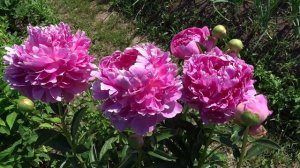 Пион ГЛОРИ АЛЛИЛУЯ / Paeonia GLORY HALLELUJAH: обзор, описание, цветение, отзыв