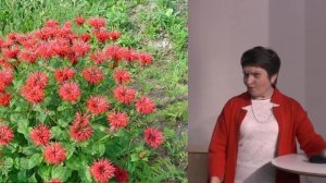 Пряные травы