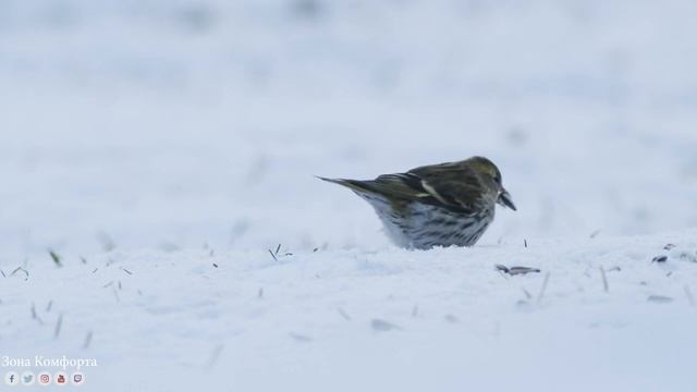 Зимняя мелодия для души смотреть онлайн