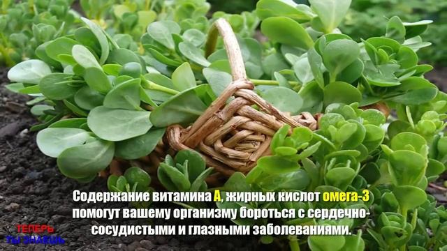 ПОРТУЛАК ! Если ВЫ Увидите ЭТО Растение в ВАШЕМ Дворе НЕ Уничтожайте ЕГО ! Вот ПОЧЕМУ ! смотреть онлайн