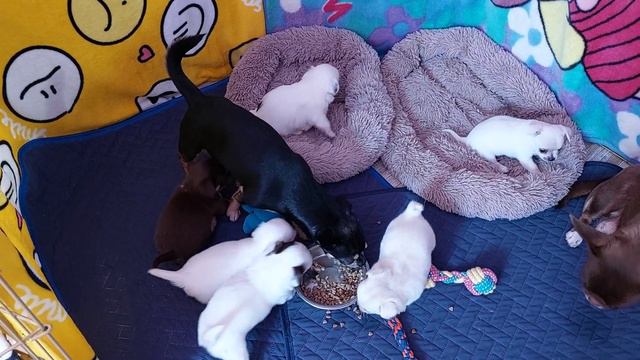 +79787458062 viber WhatsApp telegram питомник чихуахуа Кастропуло продажа щенков доставка есть смотреть онлайн