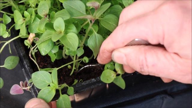 How to Grow Snapdragon (Antirrhinum) Flowers from Seed смотреть онлайн