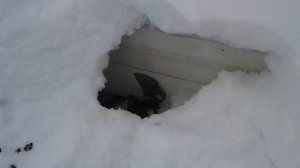 Пчелы на Даче. После снегопадов. Московская область