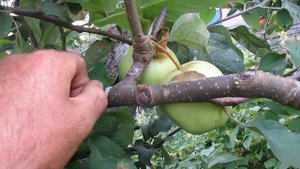 ПРИВИВКА НА СТАРЫЕ ДЕРЕВЬЯ, РЕЗУЛЬТАТ. Лучшие способы прививки