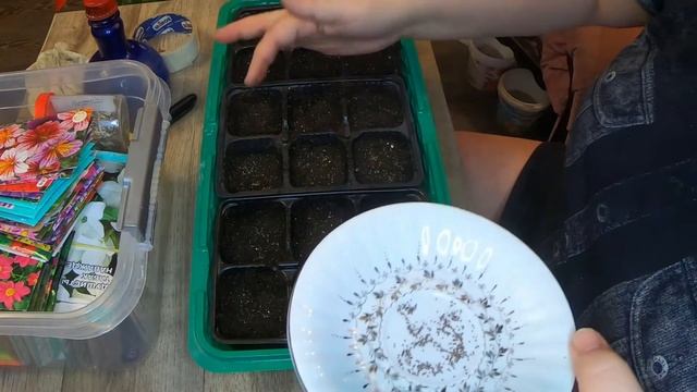 Мой весенний хлопотливый день. Впервые посеяла Сальпиглоссис. Пикирую перчики. смотреть онлайн