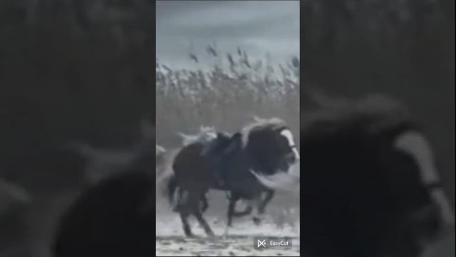 Марина Девятова - Казаки в Берлине ( Single смотреть онлайн