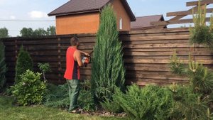 Стрижка хвойных растений весной