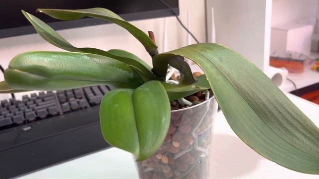 Покупки , Пересадка и Подготовка к НГ ?? смотреть онлайн