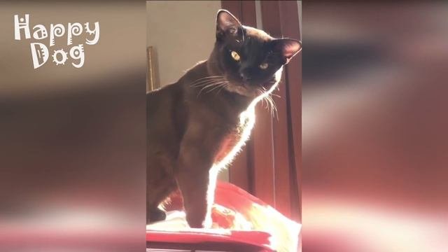Funny Animals - Funny Cats  Dogs - Funny Animal Videos #87 - 1080