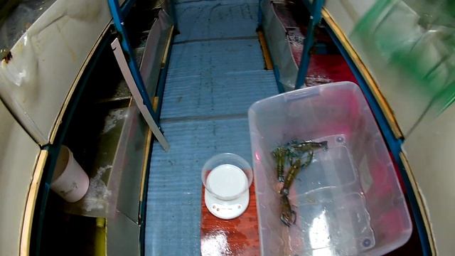 Разведение австралийских раков. Определение пола, болезни, фитофильтр. смотреть онлайн