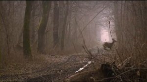 Охота на дикого кабана 2