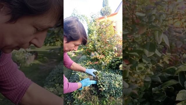 ☘️ По вашим просьбам ☘️ АУБРЕЦИЯ (ОБРИЕТТА)... сажаю гортензию вместе с ней ??? смотреть онлайн