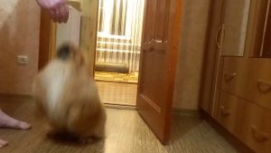 Пекинес кобель вязка
