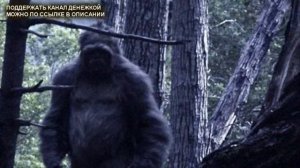 Встреча с ЙЕТИ на дороге в США. ПОДРОБНОЕ ОПИСАНИЕ. История очевидца.