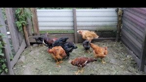 Потеря в курятнике! Не повторите мою ошибку! Голошейные куры и доминанты.