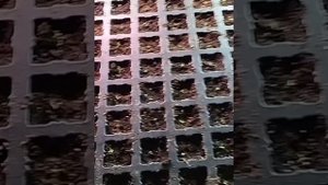 Рассада эустомы из своих семян.