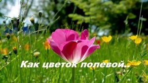 Как цветок полевой..