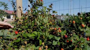 Blackberries or Dewberries?